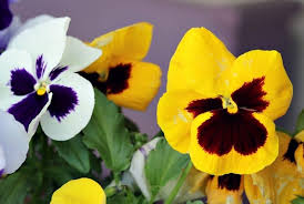 The colour combinations you can did you know viola flowers are also edible? How To Grow And Use Violas Sweet Viola Bath Soak Recipe