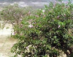 Image result for Craibia grandiflora