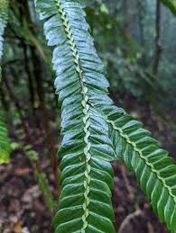 Image result for Anisophylleaceae