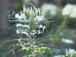 Image result for Cleomaceae