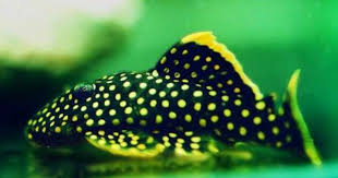 Gold Nugget Pleco Akvaryum Ve Tatli Su