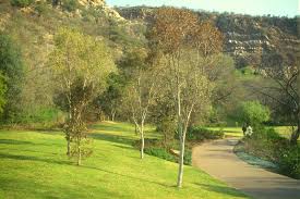 Image result for Heteropyxis natalensis