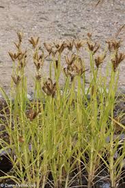 Image result for Eleusine coracana