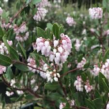 Image result for Macrotyloma densiflorum