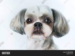 Check our the above super cute pictures of shih tzu hairstyles! Shih Tzu Dog Short Image Photo Free Trial Bigstock