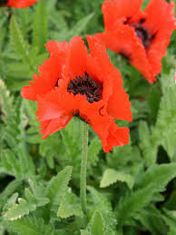 Türkischer mohn ist dank seiner großen, leuchtend bunten blüten ein blickfang im staudenbeet, vor sonnigen mauern und in bauerngärten. Orientalischer Mohn Papaver Orientale Hauenstein Ag