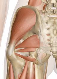 Superficial Muscles Of The Hip Posterior View Hip Anatomy Muscle Body Body Anatomy