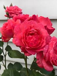 Elle est dédiée à l'actrice française line renaud. Roses Rosa Line Renaud Is A Hybrid Tea Rose Cultivar Bred In France By Meilland International Sa And Introduced In 2006 It Was Named For French Actress Line Renaud Line Renaud