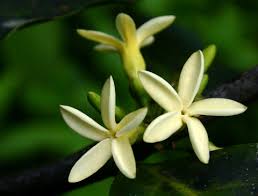 Image result for Funtumia elastica