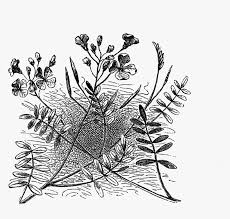 Dainty Flower Clipart Clip Art Library Stock Digital Drawing Hd Png Download Transparent Png Image Pngitem