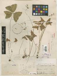 Image result for Oxalis anthelmintica