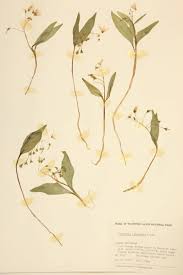 Image result for Montiaceae