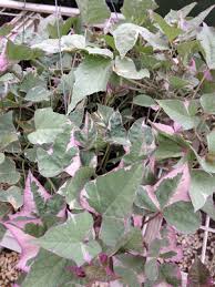 Image result for Ipomoea barteri