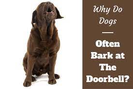 Why Do Dogs Bark At The Doorbell Labraodrtraininghq