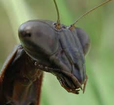 Insect eyes insect art photography office insect photography mantis religiosa insect photos extreme close up praying mantis. Praying Mantis Mantis Religiosa 26 One Of God S Little Folk From All Creatures Org