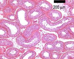 The tubule walls consist of a multilayered germinal. Male Reproductive The Histology Guide
