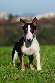 Image result for bulteriér