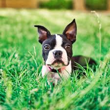 We look forward to helping you find your next family member. Boston Terrier Rescues In Michigan Cost Adoption Process Boston Terrier Society