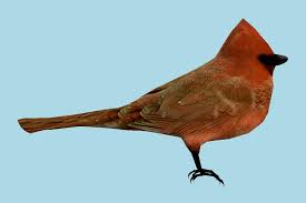 Bird 3d Model 2020