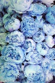 1000 Images About Flowers On Pinterest Flower Backgrounds Pink Flower Wallpaper And Ipod Touch Beautiful Flowers Blue Peonies Purple Peonies Blue flowers frame wallpaper background. pink flower wallpaper and ipod touch