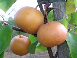 (500 chill hours) (gardening dig it) What Is A Chojuro Asian Pear Learn About Growing Chojuro Asian Pear Trees