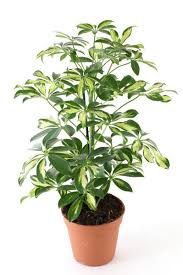 Fra le piante da appartamento più belle vi è sicuramente la dieffenbachia, un arbusto sempreverde caratterizzato dalle grandi foglie carnose, ovali, appuntite e l'aloe vera necessita di pochissime cure. 35 Idee Su Piante Da Appartamento Piante Da Appartamento Piante Piante D Appartamento