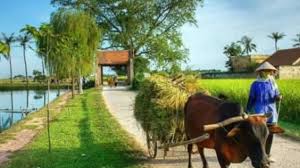 Kết quả hình ảnh cho quê