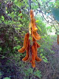 Image result for Mucuna