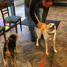 Why do dogs like their butts scratched more than any other place? - Quora