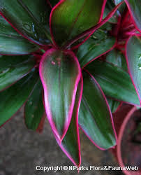 It loves full sun where it will achieve its brightest color. Cordyline Fruticosa Baby Ti