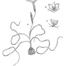 Image result for Moraea niassensis