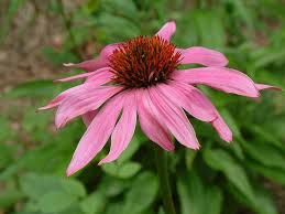 Echinacea Purpurea Echinacea Purpurea Echinacea Flower Seeds