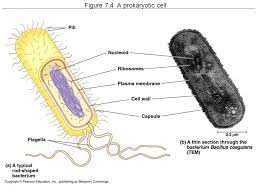These cells are about 15 times wider than a typical prokaryote and can be. Figure 7 4 A Prokaryotic Cell Cell Sizes Average Animal Cell 15 Microns Average Plant Cell 40 Microns Average Eukaryotic Cell Microns Average Ppt Download
