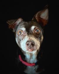 How would you rate this store? About Dog Walker Inc In Dallas Tx A Friend For Your Best Buddy