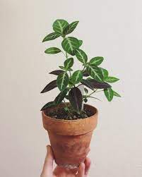 Ruellia Makoyana A Great Indoor Houseplant With Beautiful Pinkish Purple Blooms Aka Monkey Plant Monkey Plant Plant Care Houseplant Plants