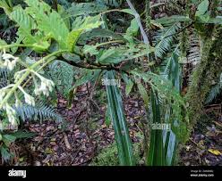 Image result for Bertiera