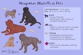 Neapolitan Mastiff Full Profile History And Care