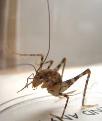Camel crickets appear indoors during unusually rainy or hot, dry weather. Crickets Camel Crickets And Mole Crickets Archives Page 36 Of 53 What S That Bug