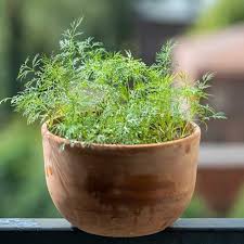 Image result for Anethum