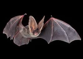 What noise does a baby bat make. Bizarre Bat Behavior Oral Sex Pollinating Tequila Sharing Meals Drinking Blood Males Lactating
