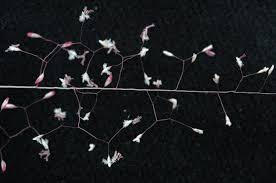 Image result for Sporobolus festivus