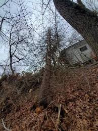 Robinson Family Tree Service Posts Facebook