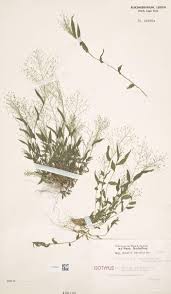 Image result for Panicum brevifolium