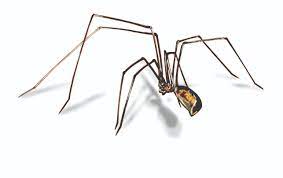 But spiders have predators too! Cellar Spider Control Get Rid Of Cellar Spiders