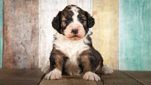 This hybrid blends the clever goofiness of the poodle with the placid loyalty of the bernese. Bernedoodle The Adorable Bernese Mountain Dog Poodle Mix