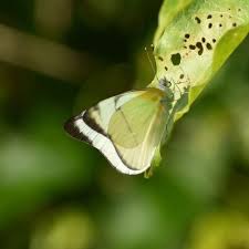 Image result for Salacia leptoclada