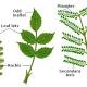Plants With Simple Leaf from biology.tutorvista.com