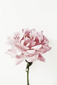 Pin On Flora