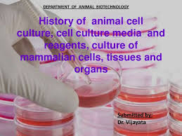 Similarly during 1950's polio vaccine production on cultured cells further increased the significance of animal cell culture technology. History Of Animal Cell Culture Cell Final