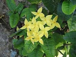 Image result for Ixora phellopus
